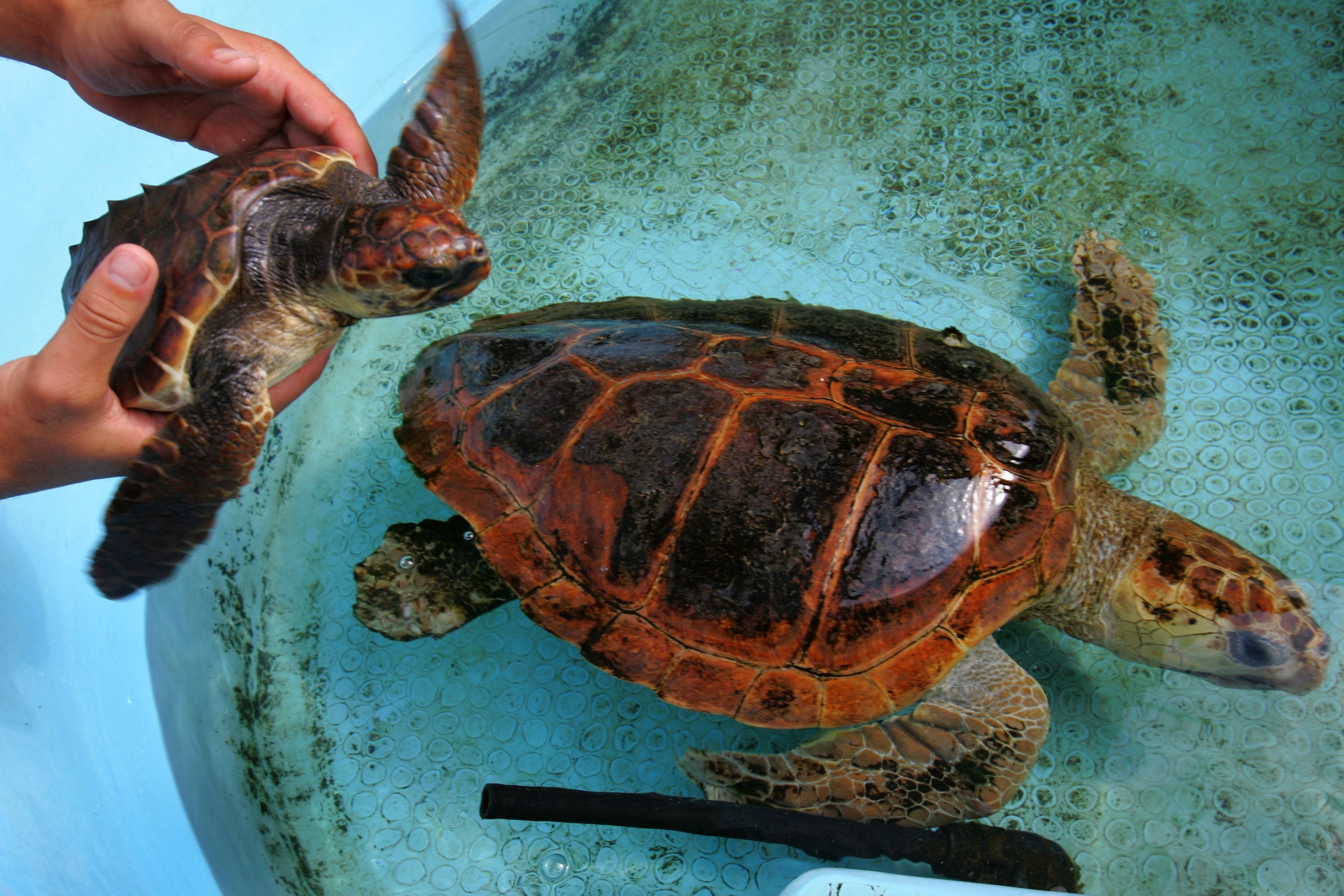 Video: 900 Cold Stunned Turtles Rescued - Here's How They Are Doing - Q105