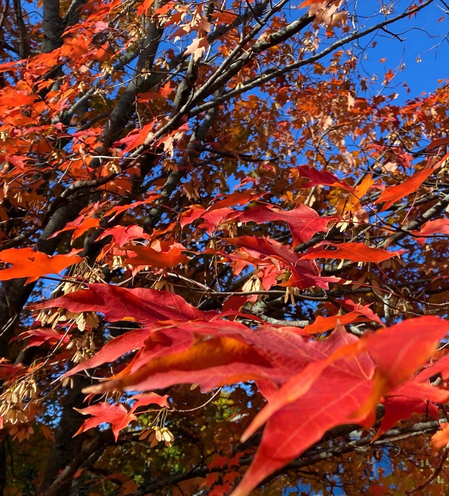 New England Foliage Photos From This Past Week