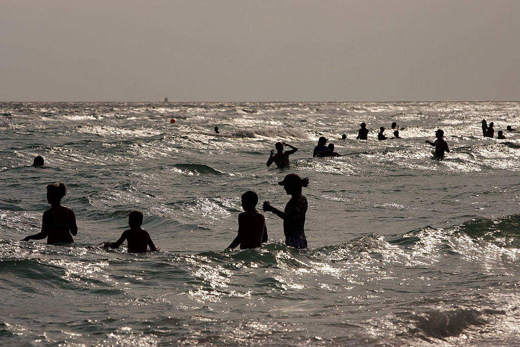 Why So Many Sharks Are Being Spotted Near Bradenton and Sarasota This ...