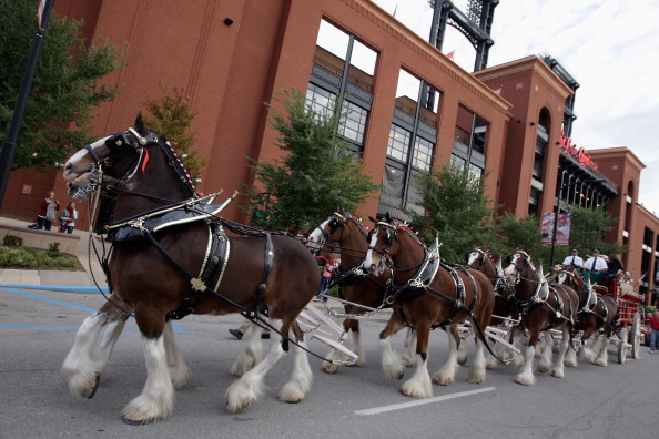 The Budweiser Clydesdales