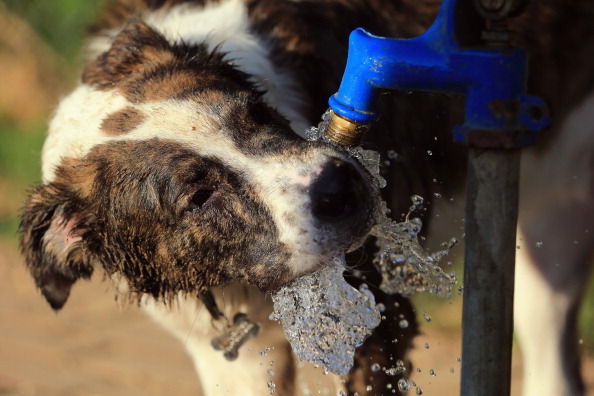 How To Keep Your Pet Safe From The Summer Heat