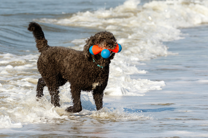 Best Dog-Friendly Beaches In Tampa Bay