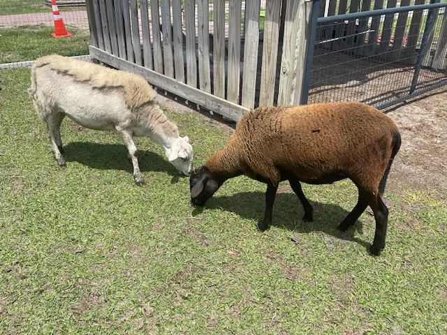 Goats at Raprager Family Farm