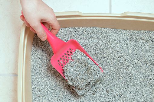 Hygiene for pets. Dry loose cat litter is collected in a plastic tray with a shovel.