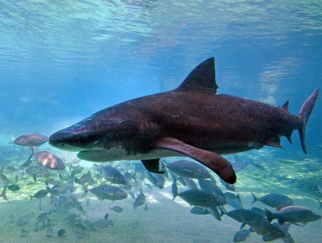 Bullshark. Sharks In Tampa Bay Waters